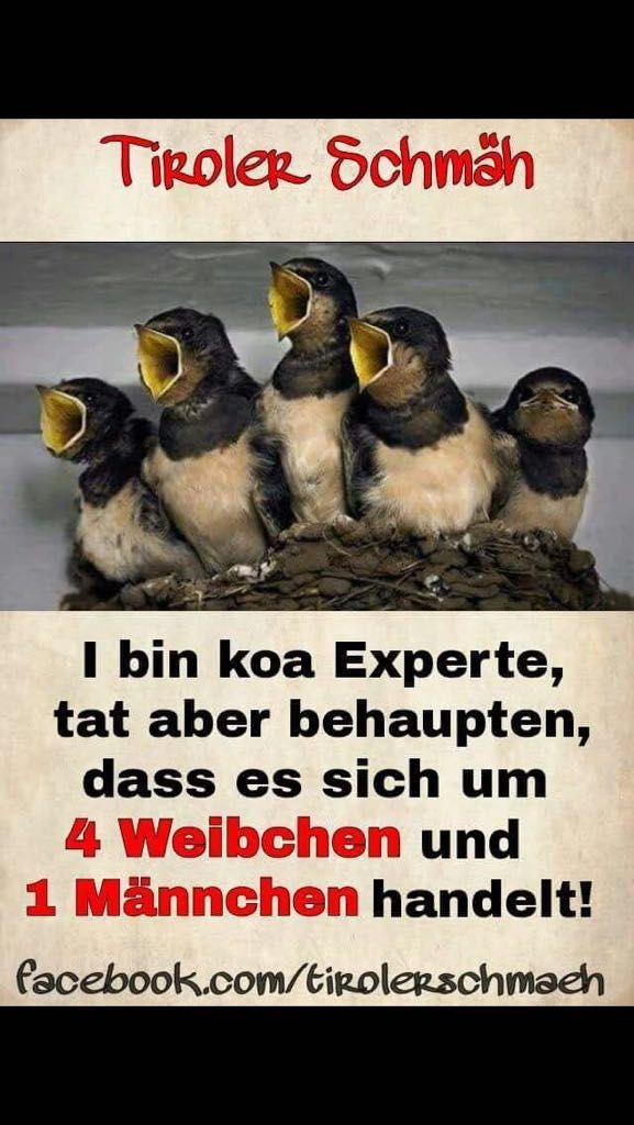 spatzen.jpg